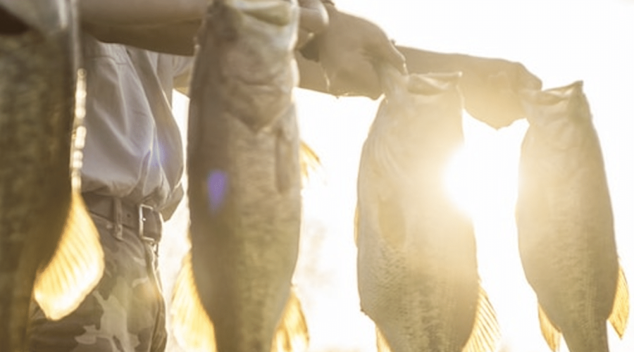 Pond and Lake Management Services Lochow Ranch Pond & Lake Management