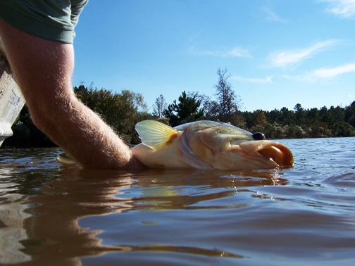 Fish for pond stocking in Texas Louisiana Oklahoma Arkansas trout bass 201