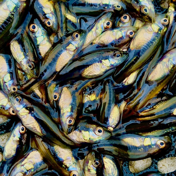 Fish for stocking your pond in Texas Louisiana Arkansas Oklahoma trout bass 117