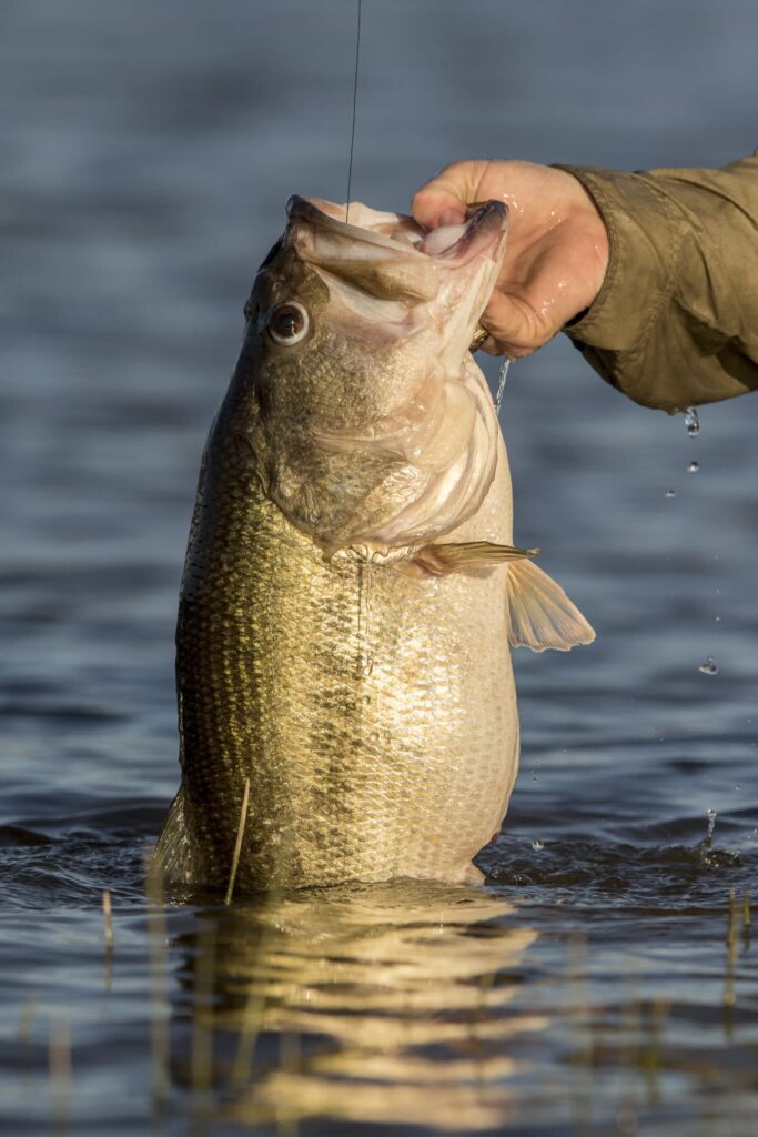 Pond stockers for fish stocking in Texas Louisiana Oklahoma Arkansas trout bass 006