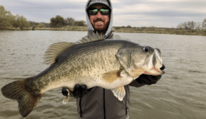 trophy bass pond stocking fish for sale