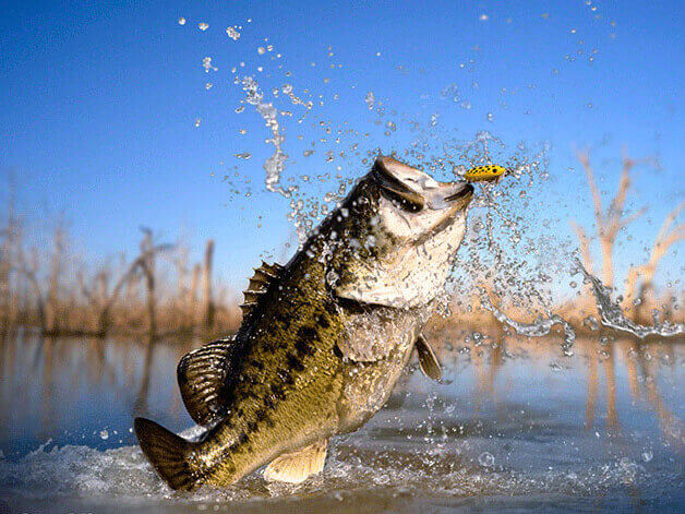 Florida Bass fishing