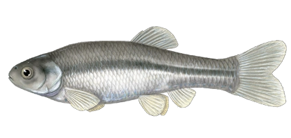 lochow bait fish fathead minnows