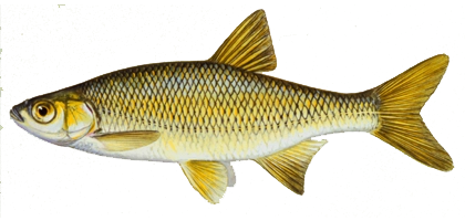 lochow bait fish golden shiner minnows