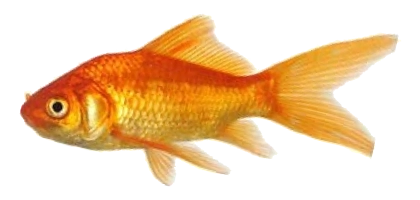 lochow bait fish goldfish
