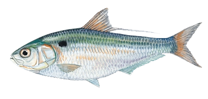 lochow bait fish threadfin shad