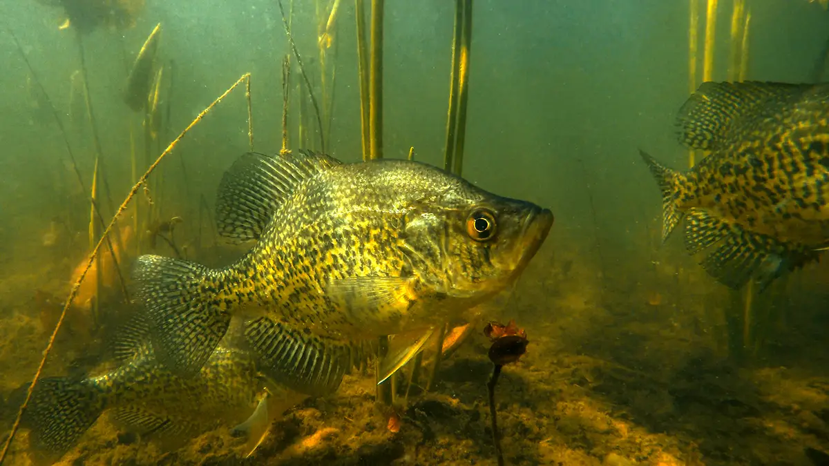 lochow crappie stocking