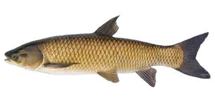 lochow forage fish grass carp