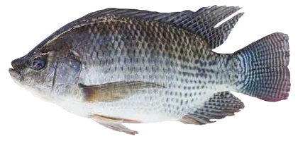 lochow forage fish tilapia