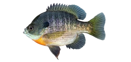 lochow forage game fish coppernose bluegill sunfish perch