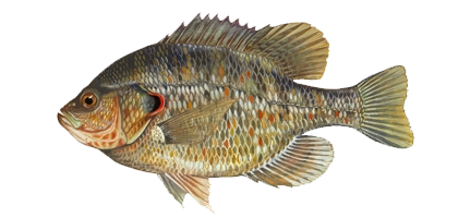 lochow forage game fish redear sunfish perch
