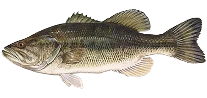 lochow game fish bait trained florida largemouth bass