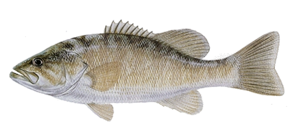 lochow game fish bait trained smallmouth bass