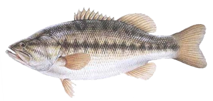 lochow game fish bait trained texas native largemouth bass