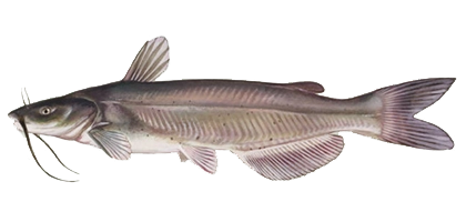 lochow game fish channel catfish