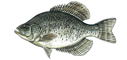 lochow game fish crappie