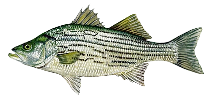 lochow game fish hybrid striped bass