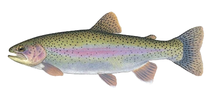 lochow game fish rainbow trout