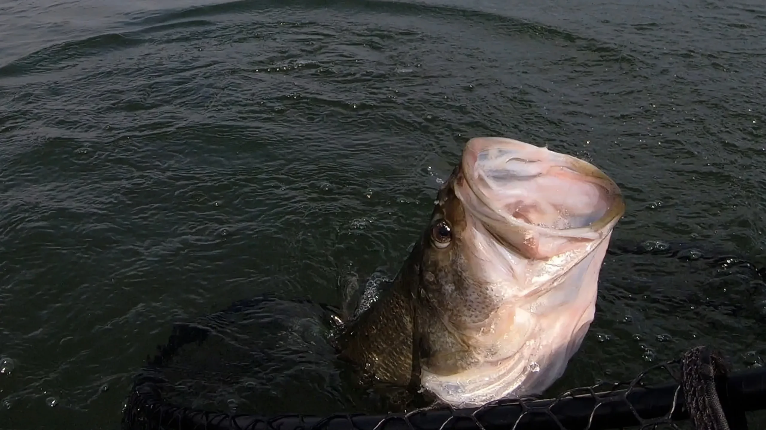 lochow largemouth bass fishing texas